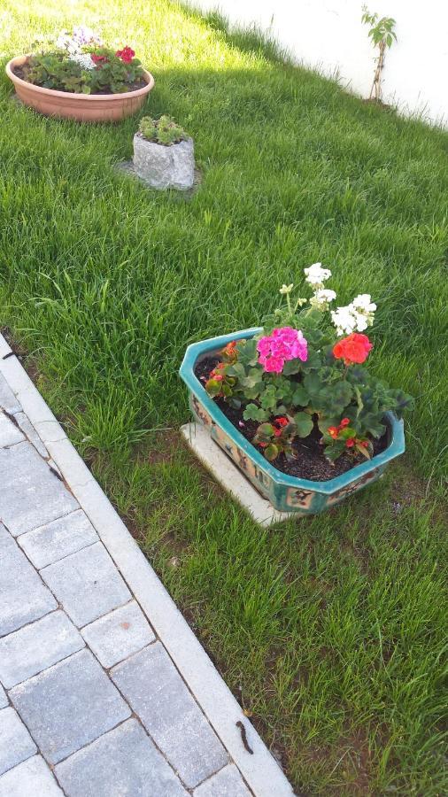 Moonflower Pliskovica Exterior foto